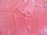 Roze vlak